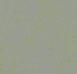 Marmoleum Concrete Green shimmer 3736